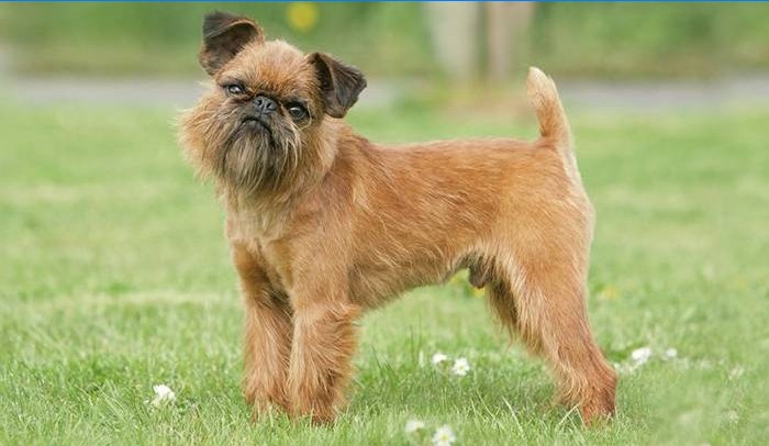 Hund Brüssel Griffon