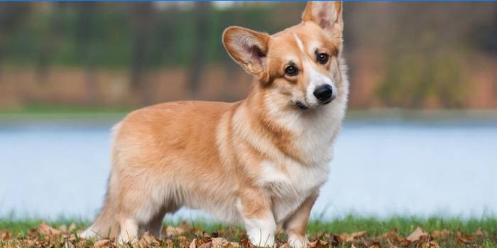 Hund Welsh Corgi