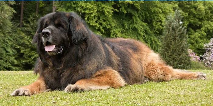 Begleithund Leonberger