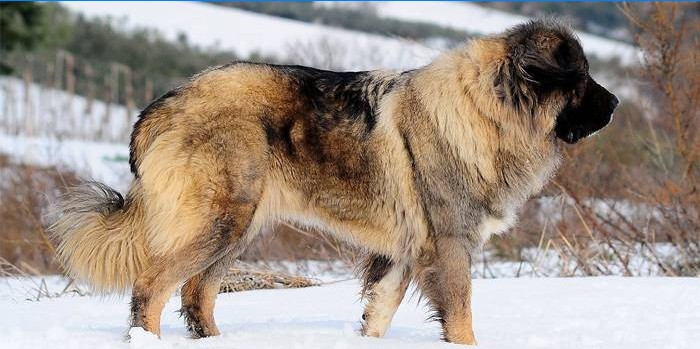 Osteuropäischer Wachhund