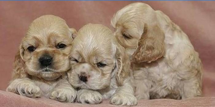 American Cocker Spaniel Welpen