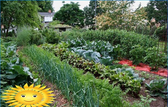 Gartengestaltung - Vorbereitung für das Pflanzen von Gemüse in den Beeten