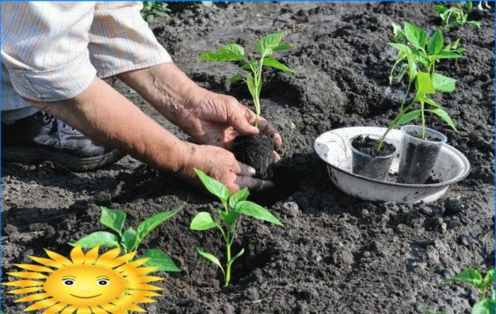 Gartengestaltung - Vorbereitung für das Pflanzen von Gemüse in den Beeten