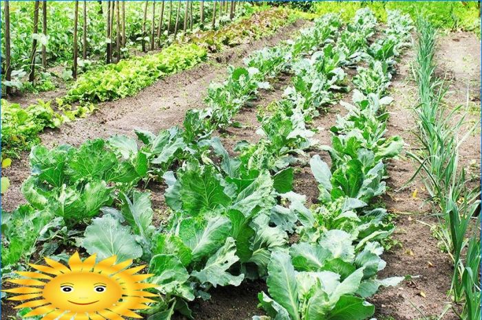 Gartengestaltung - Vorbereitung für das Pflanzen von Gemüse in den Beeten