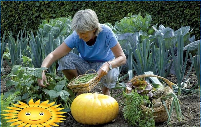 Gartengestaltung - Vorbereitung für das Pflanzen von Gemüse in den Beeten