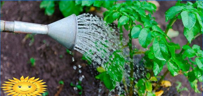 Gartenpflege: Wie man Pflanzen vor Hitze und Trockenheit schützt