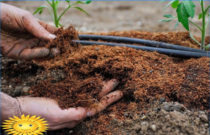 Gartenpflege: Wie man Pflanzen vor Hitze und Trockenheit schützt