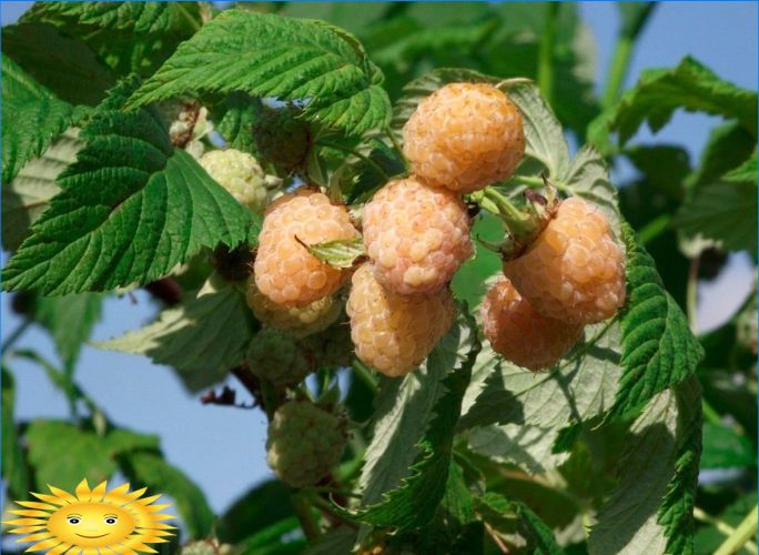 Gelbe Himbeeren - Merkmale von Sorten und Anbau