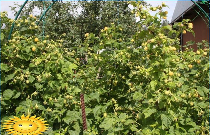 Gelbe Himbeeren - Merkmale von Sorten und Anbau