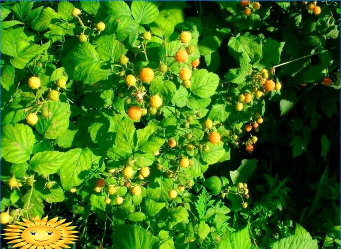 Gelbe Himbeeren - Merkmale von Sorten und Anbau