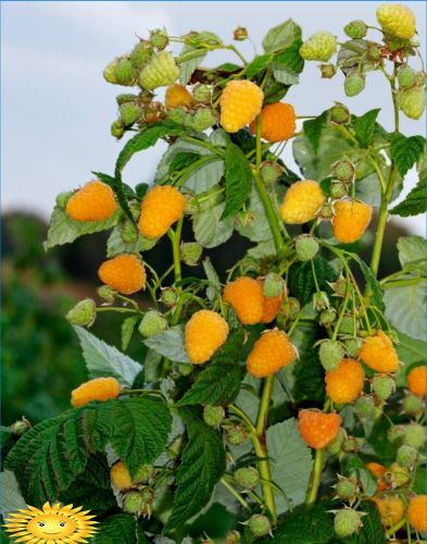 Gelbe Himbeeren - Merkmale von Sorten und Anbau