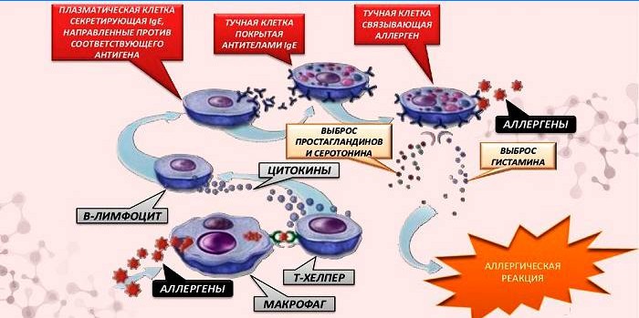 Allergie-Entwicklungsmechanismus