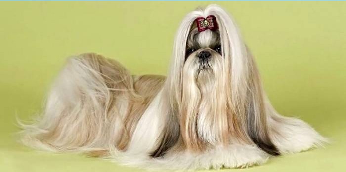 Shih Tzu Hund