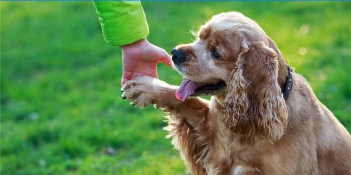 Cocker Spaniel Zug