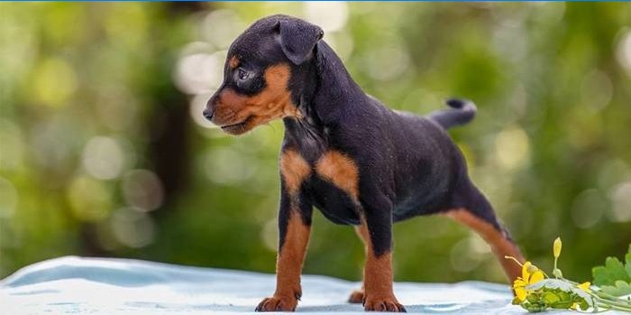 Miniatur Pinscher Welpe