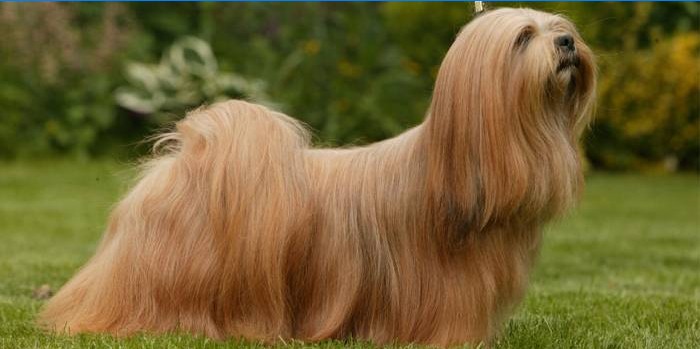 Glatte Lhasa Apso