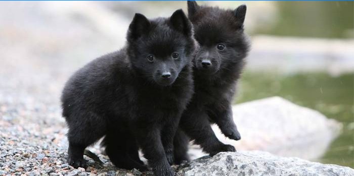 Schipperke Welpen