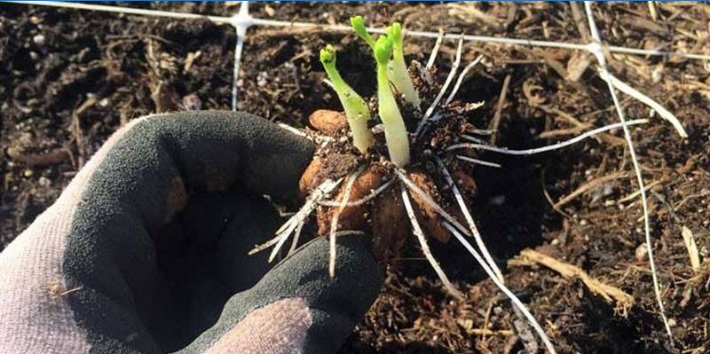 Rhizom der Gartenbutterblume