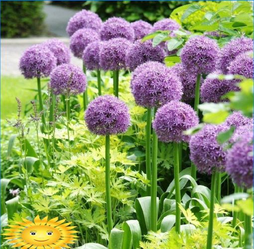 Allium Gladiator