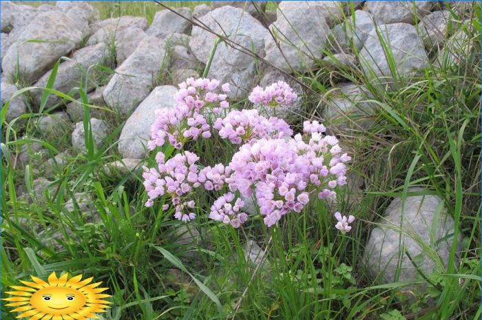 Rosa Zwiebel (Allium roseum)