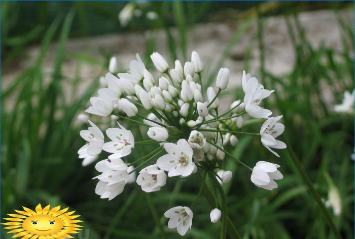 Dekorative neapolitanische Zwiebel (Allium neapolitanum)