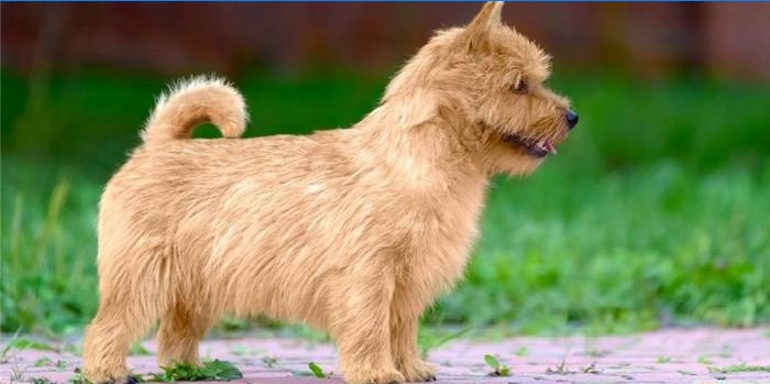 Erwachsener Norwich Terrier