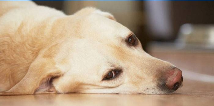 Der Hund liegt auf dem Boden