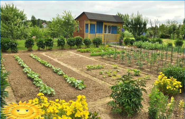 Gepflegter Gemüsegarten