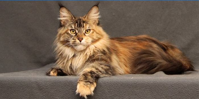 Maine Coon Katze