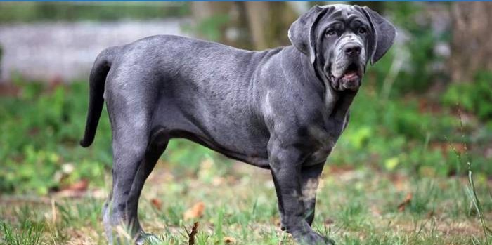 Neapolitanischer Mastiff