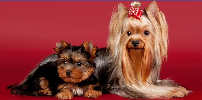 Rasse Yorkshire Terrier