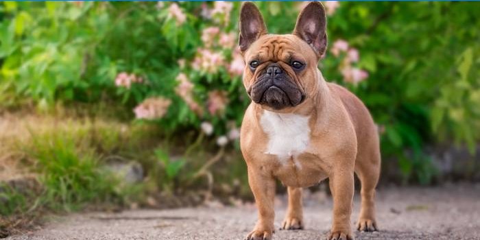 Gehende französische Bulldogge