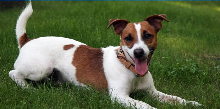 Hund Jack Russell Terrier