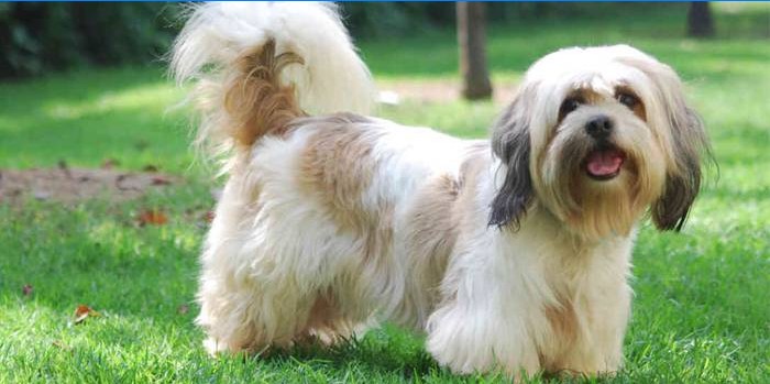 Lhasa Apso