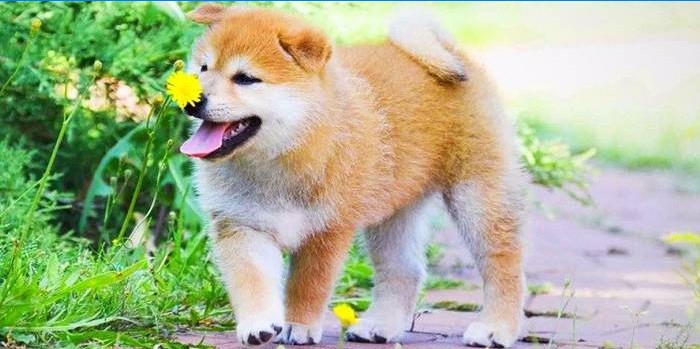 Japanische Shiba Inu