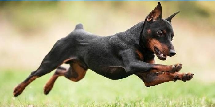 Miniatur Pinscher Hund