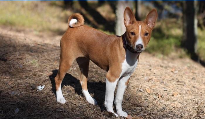 Basenji-Rasse