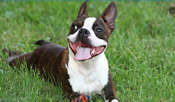 Begleithund Boston Terrier