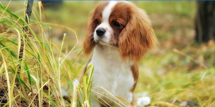 Cavalier King Charles Spaniel Welpe