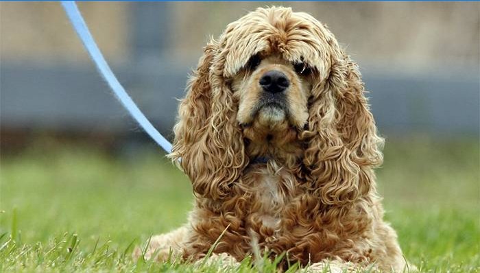 Walking Cocker Spaniel