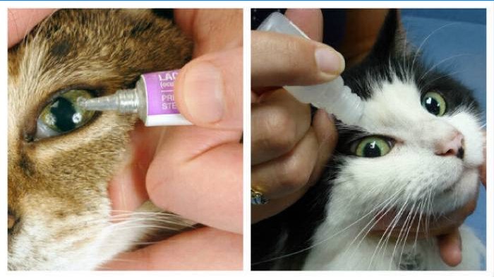 Behandlung gegen Tränen in den Augen bei Katzen