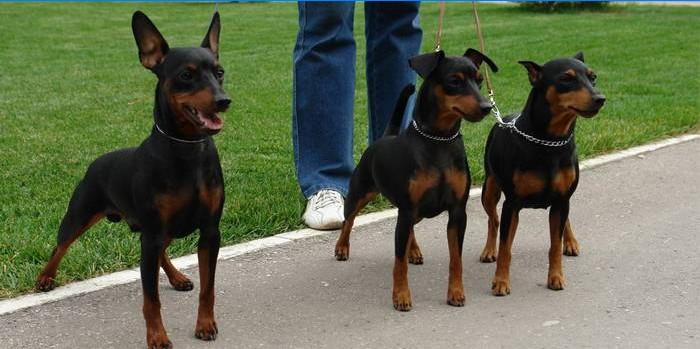 Pinscher spazieren