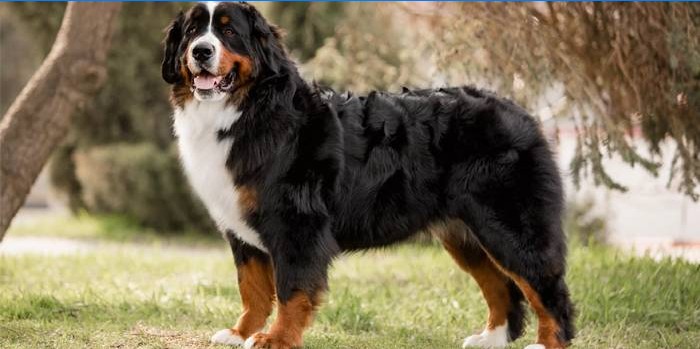 Berner Sennenhund