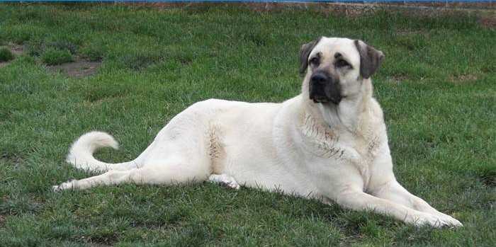 Jagd auf türkischen Kangal