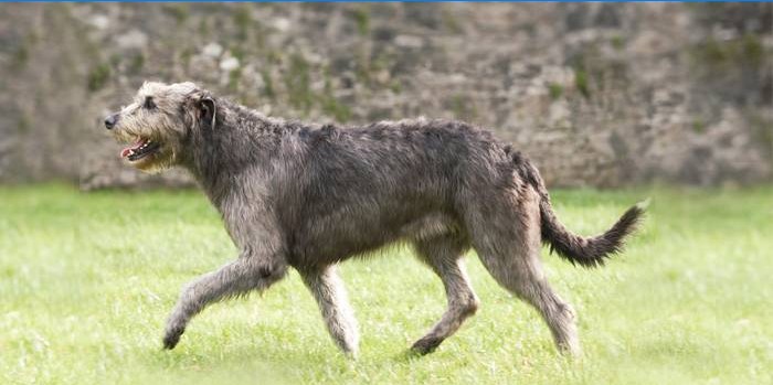 Rasse Irish Wolfhound