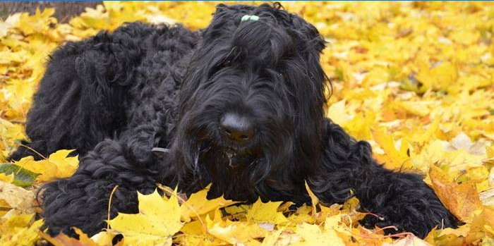 Schwarzer russischer Terrier