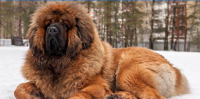 Wachhund tibetischer Mastiff