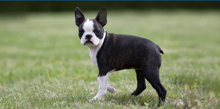 Dekorativer Boston Terrier