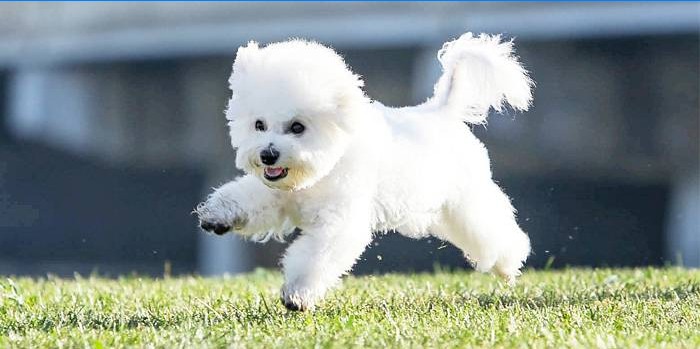 Bichon Frise