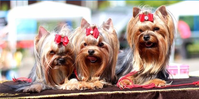 Yorkshire Terrier